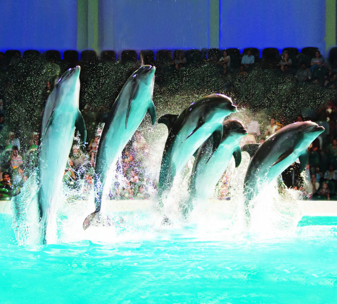 Dubai Dolphinarium Animal Show Tickets - Photo 1 of 14